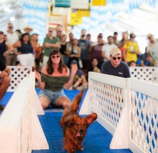 Sunday Hund-Day at Addison Oktoberfest