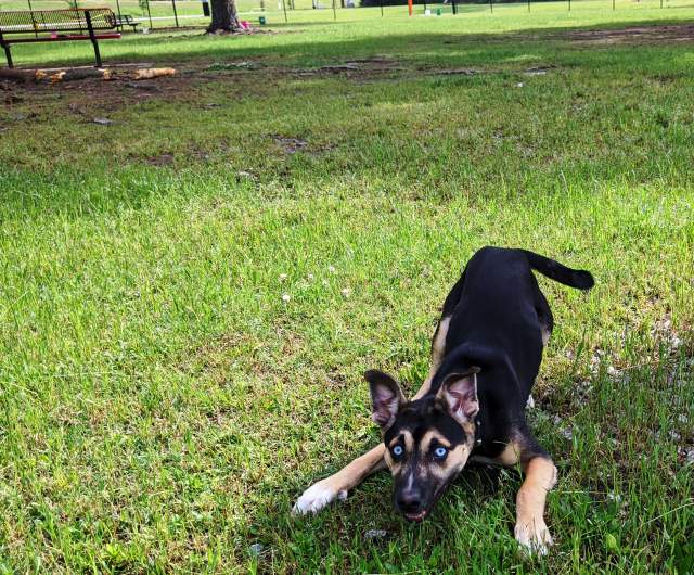 Dog-Friendly Fayetteville