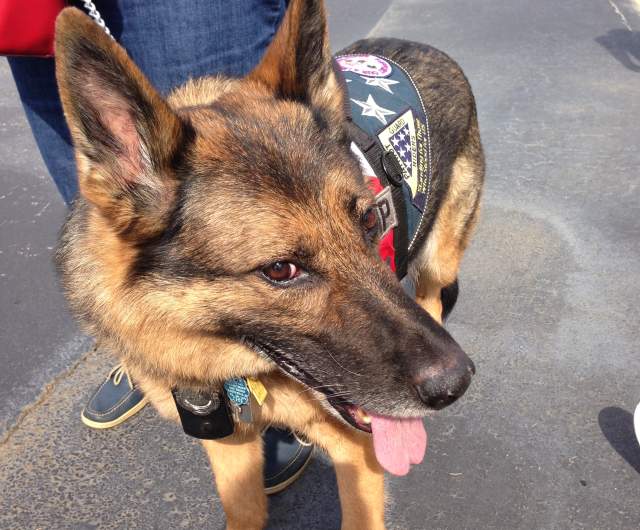 Service dog wearing a working vest alongside its handler in a public outdoor setting.