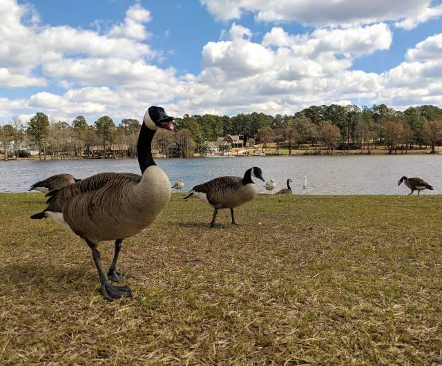 Hope Mills Lake