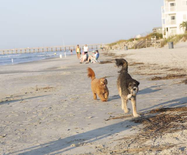 Pet-Friendly Vacation Rentals in North Myrtle Beach