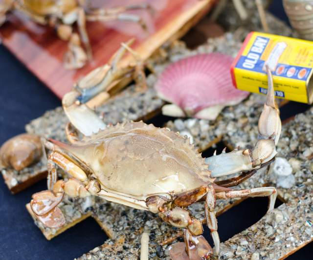 World Famous Blue Crab Festival