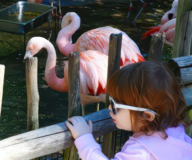 Akron Zoo