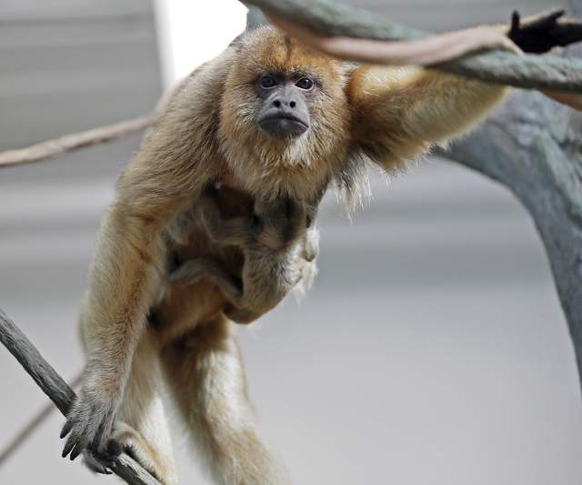 Monkey at Roger Williams Park Zoo