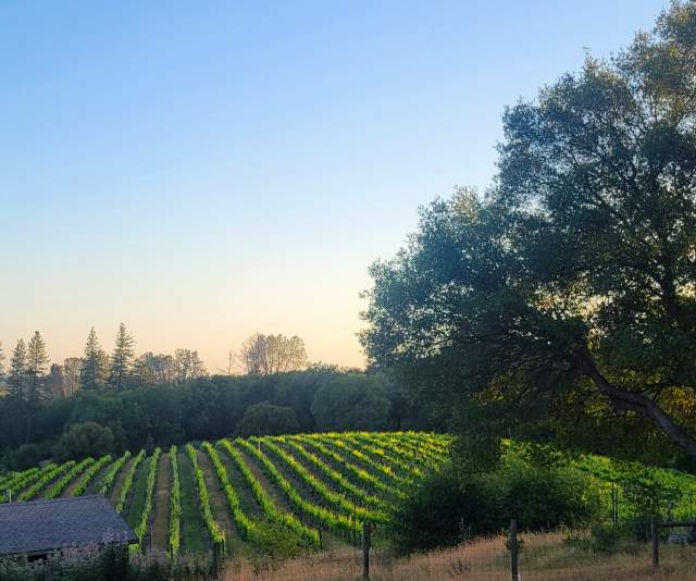 Rolling hills of green grape vines among oak trees and tall grasses