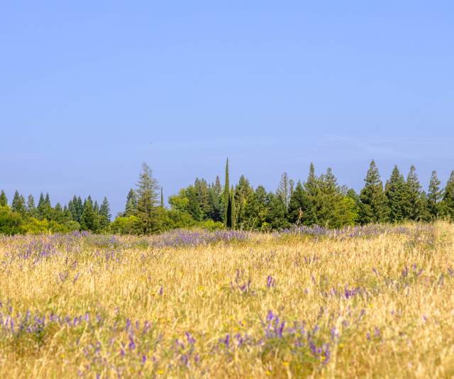 Clear day at Lake Natoma with purple flowers and dry grass in foreground