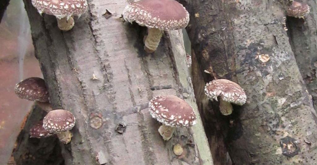 Hawk_Meadow_Farms_Mushrooms_on_Logs