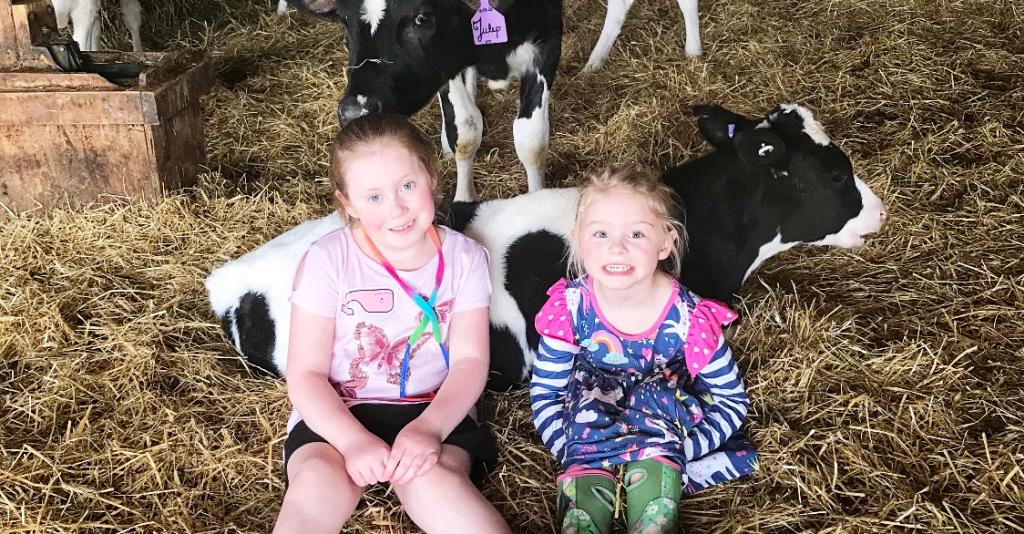 Cow cuddling!