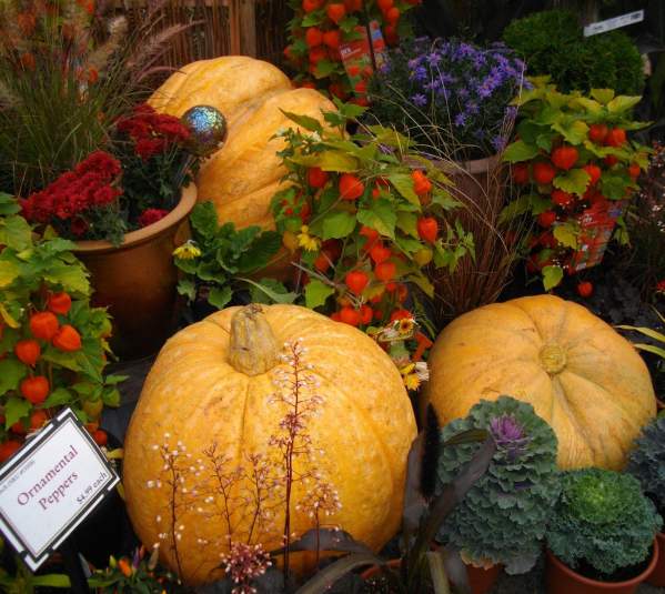 Gibsons Annual Fall Fair