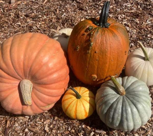 Pumpkin Patch at Little Red Wagon Farm