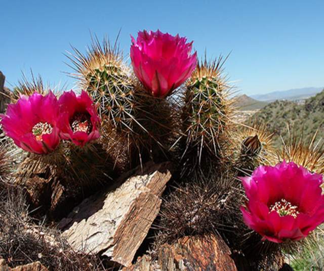 Learn About the Sonoran Desert | Plants, Animals, and More