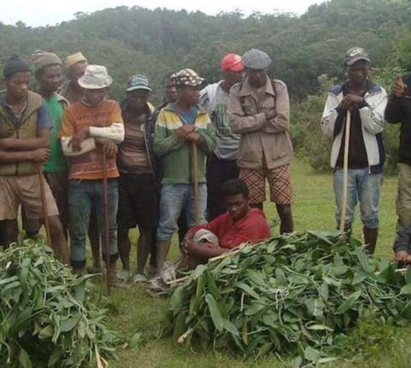 How ALHI’s Forest is Helping the Environment, Providing Livelihoods