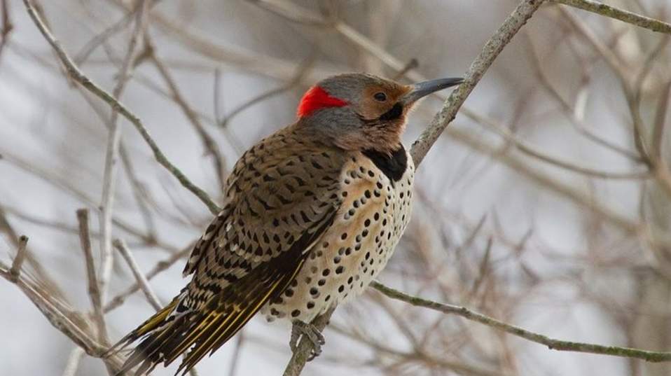 Ashland Nature Center