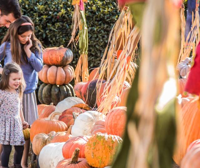 Fall in Love with these Sandy Springs Events