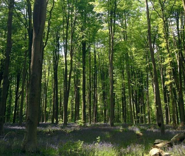 high weald national landscape bluebell woods