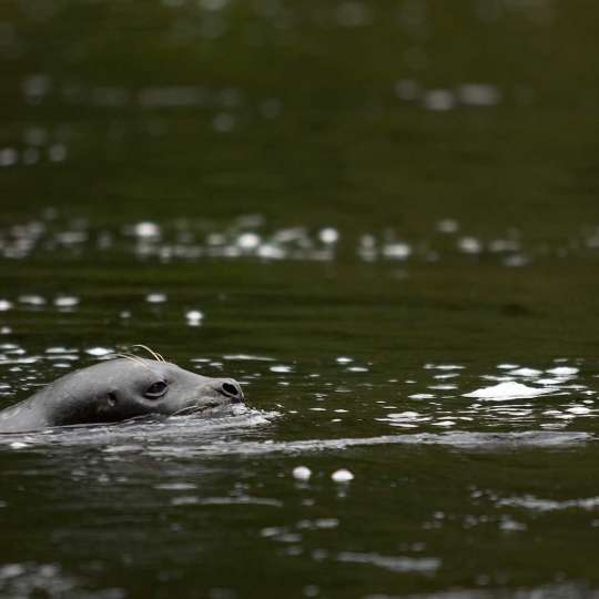 Harbor seal swimming