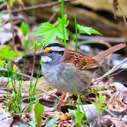 Bird City - Bird #1