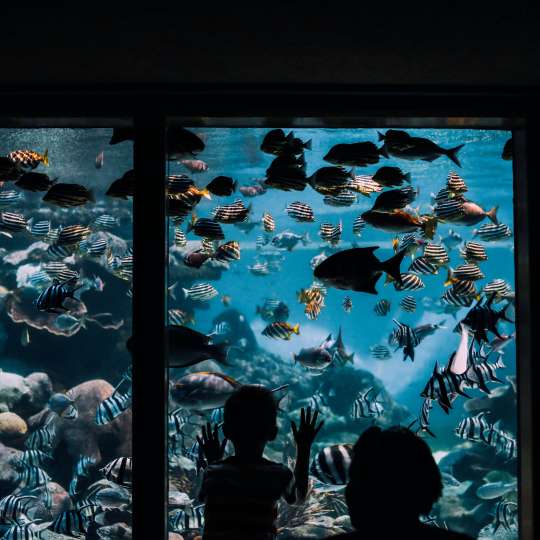 Aquarium_SanDiego.jpg