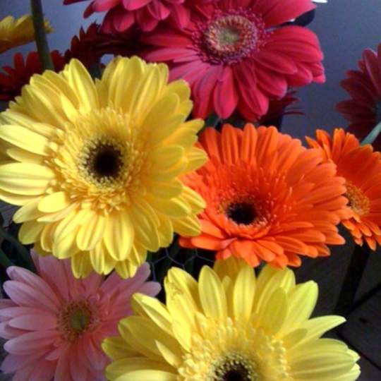 Kickingbird Flowers & Gifts