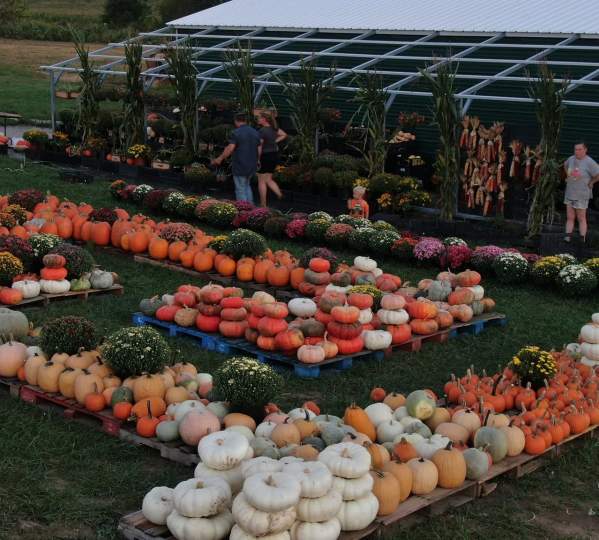 wilmoth family farms pumpkin patch