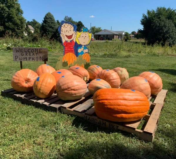 Pumpkins for sale at the Pumpkin Wagon