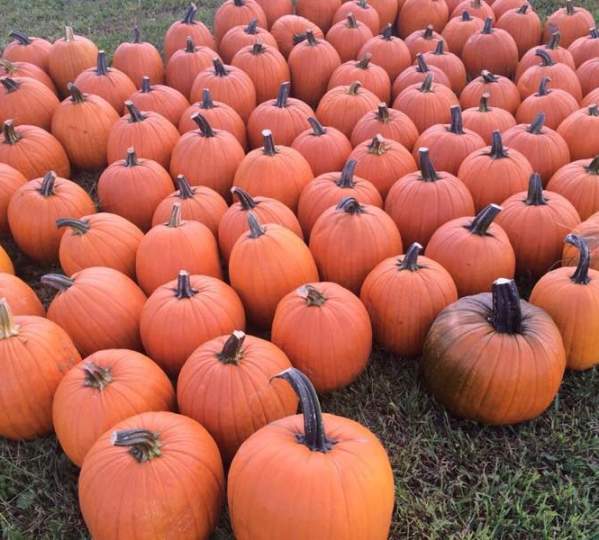 Pumpkins at Thomas Dairy Farm Market