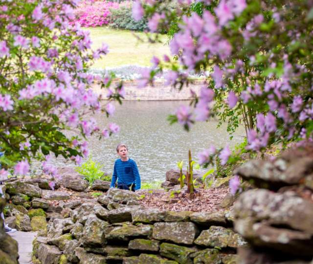 Light pink flowers around a stone wall in front of a lake