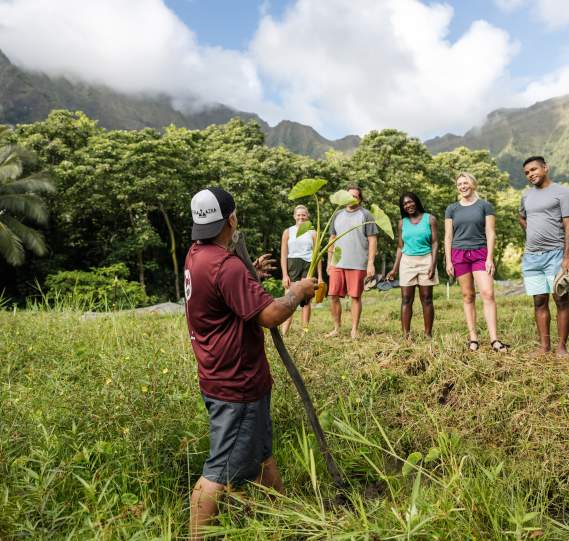 Rick Barboza of Papahana Kuaola shows volunteers how to harvest kalo (taro) from a loi
