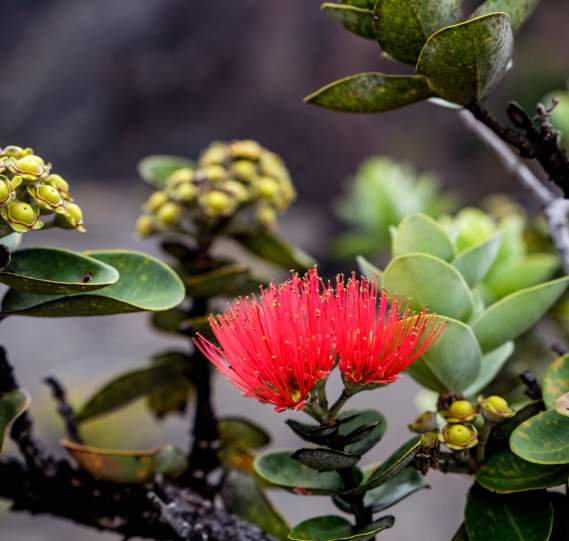 Ohia lehua in lava field