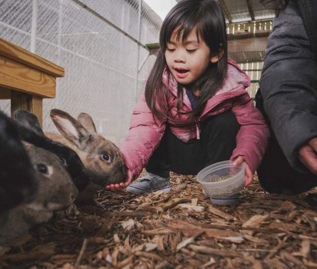 Peninsula SPCA &amp; Barnyard