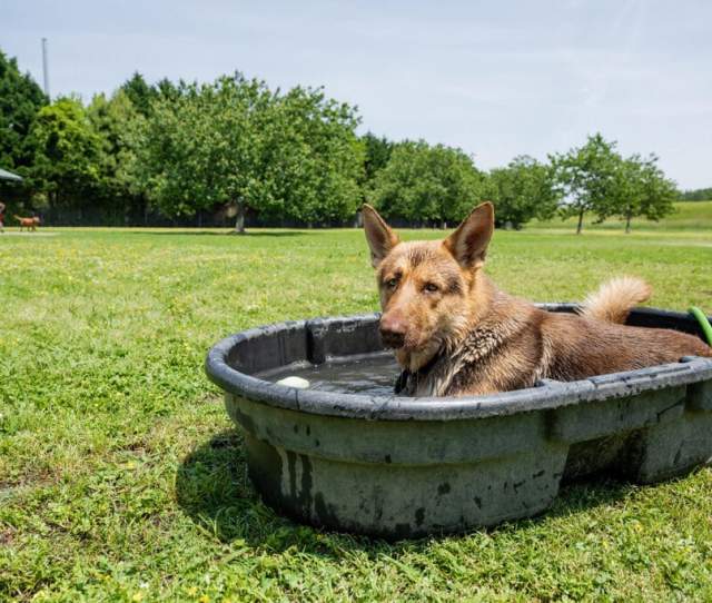 Fido Field Dog Park