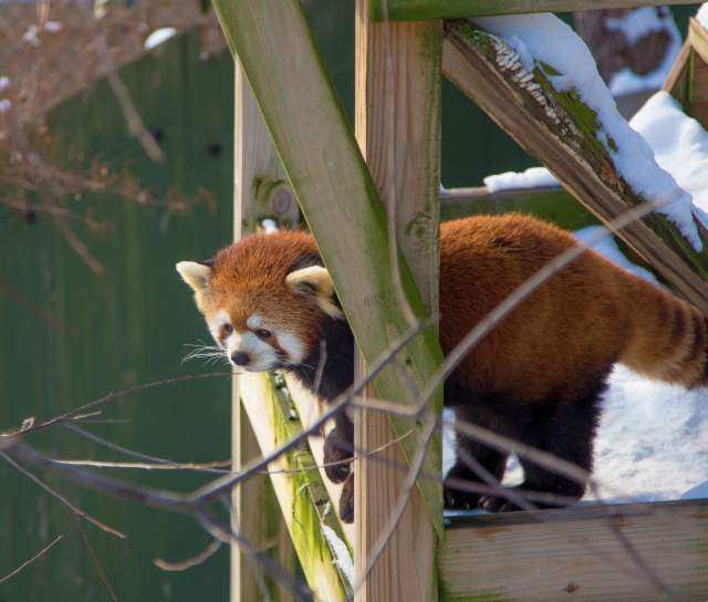 Zoo Winter Red Panda