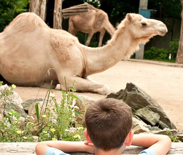 PVD POV: Inside the Zoo: A Conversation with Executive Director Stacey Johnson