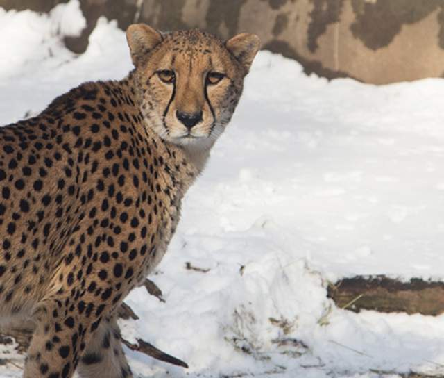 Cheetah among the snow at the Zoo in winter