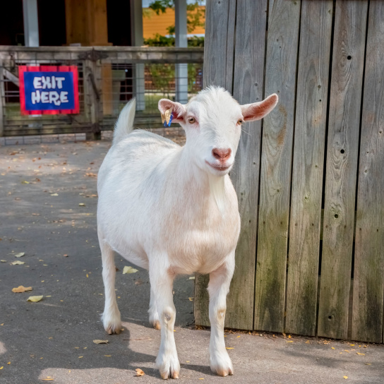 Milwaukee Zoo’s Goats Look Ready to Drop the Hottest Albums of 2025