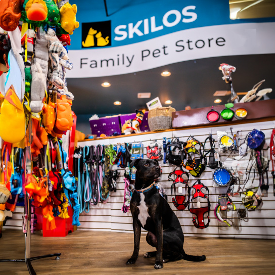 Pet-Friendly Itinerary