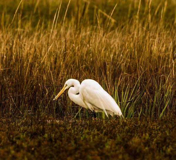A great egret feeds in the marsh on Little St. Simons Island, Georgia