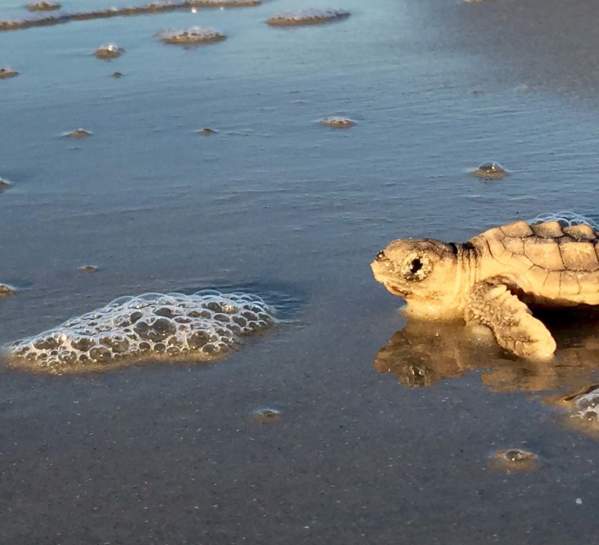 A newly hatched sea turtle journeys to the ocean on Sea Island, GA