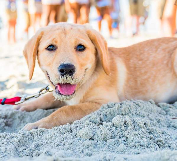 A puppy plays on the Georgia coast dog-friendly beaches in the Golden Isles
