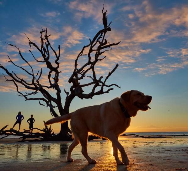 Jekyll Island's famous Driftwood Beach is also a dog-friendly beach in Georgia.