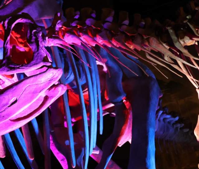 Museum Natural Fossil History