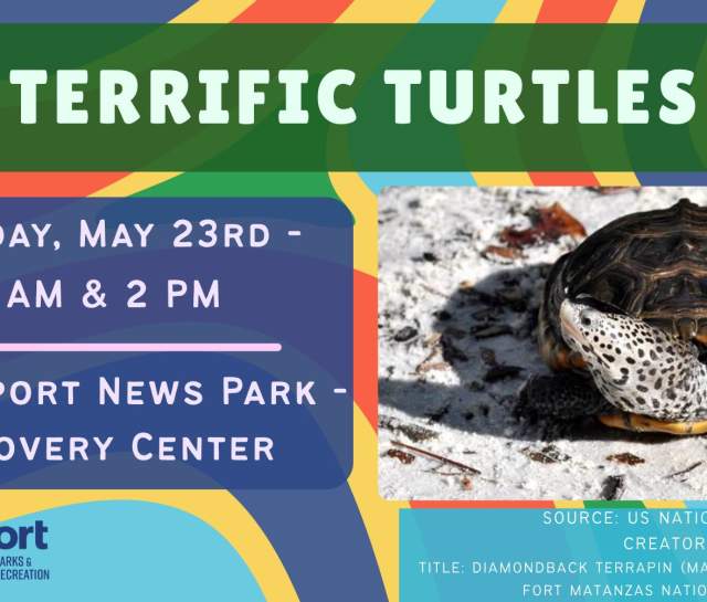 Terrific Turtles