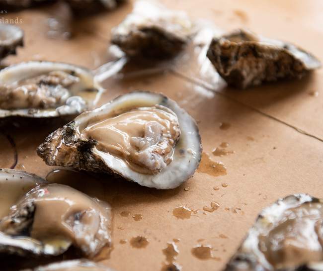 NC's Brunswick Islands Guide to the North Carolina Oyster Festival