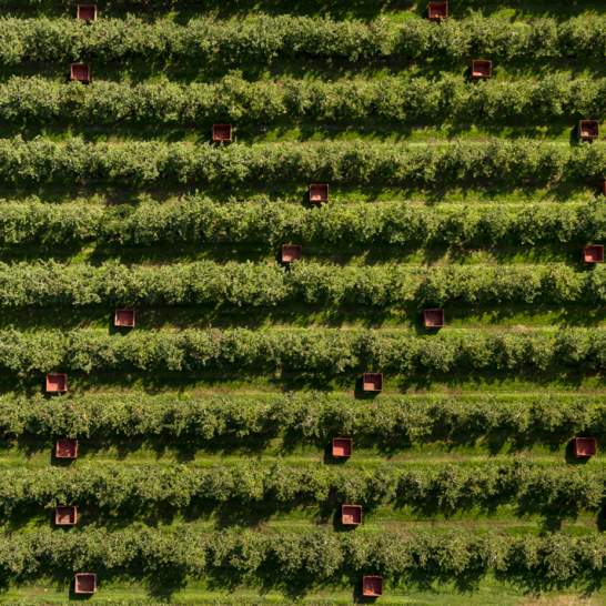 In Season: Four Okanagan Farm Markets to Visit Right Now