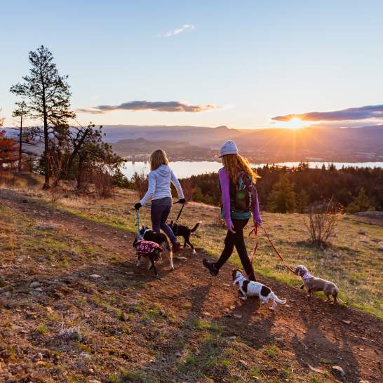 Dog Friendly Kelowna: Where to go With Your Dog