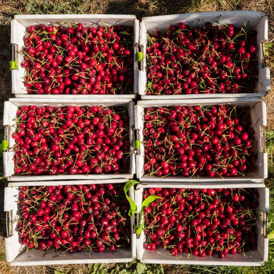 Cherry Picking in Kelowna | U-Pick Orchards & Markets