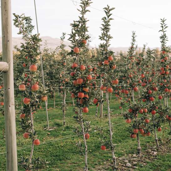 48 Hours in Kelowna: A Fall Itinerary