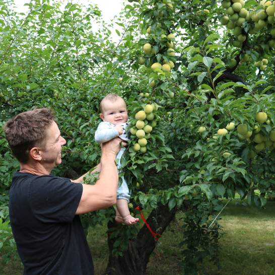 Apple Picking in Kelowna: U-Pick Orchards & Fruit Stands in the Okanagan Valley