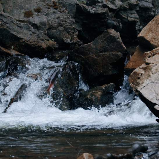 The Spirit of the Lake: nx̌aʔx̌ʔitkʷ and the Lifeblood of the Okanagan