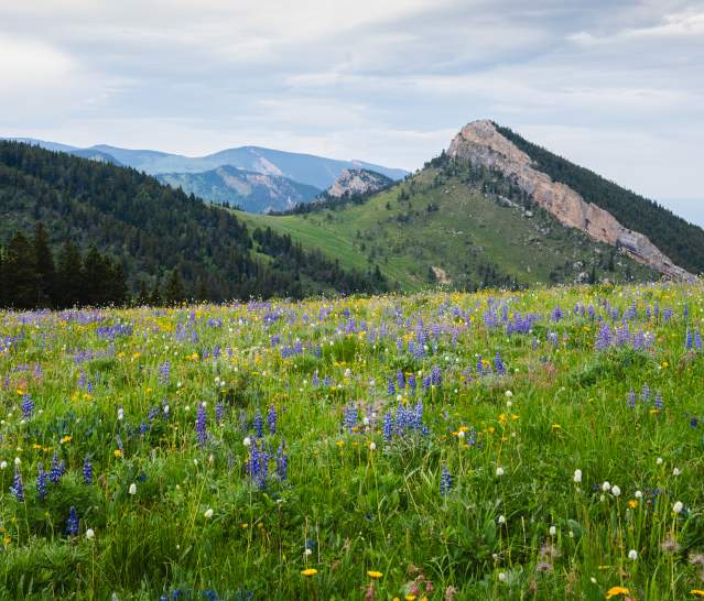 Bighorn Mountain Country Leads Advertisement